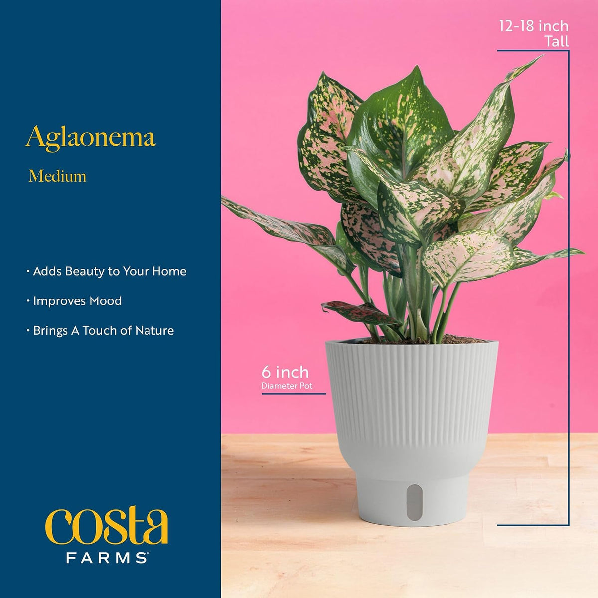 Chinese Evergreen, Live Indoor Plant, Easy Care, Home Decor
