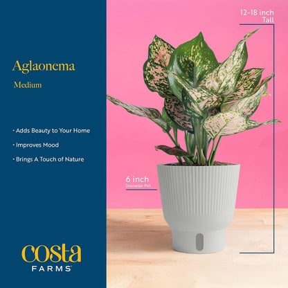 Chinese Evergreen, Live Indoor Plant, Easy Care, Home Decor