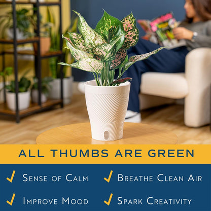 Chinese Evergreen, Live Indoor Plant, Easy Care, Home Decor
