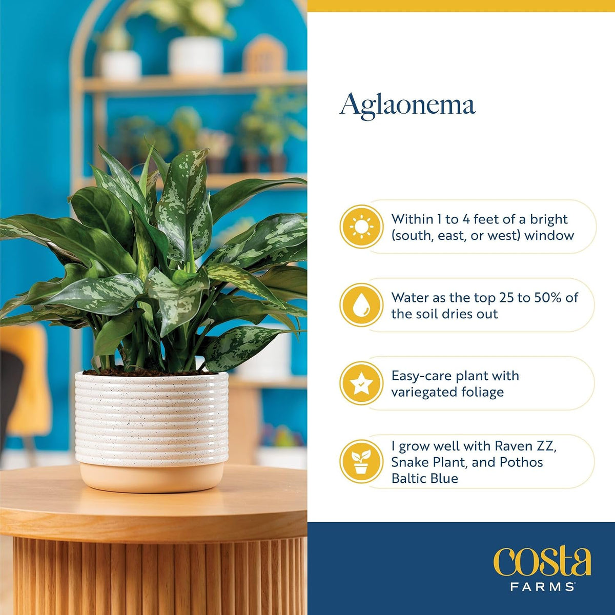 Chinese Evergreen, Live Indoor Plant, Easy Care, Home Decor