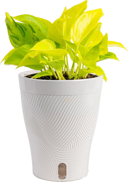 Chinese Evergreen, Live Indoor Plant, Easy Care, Home Decor