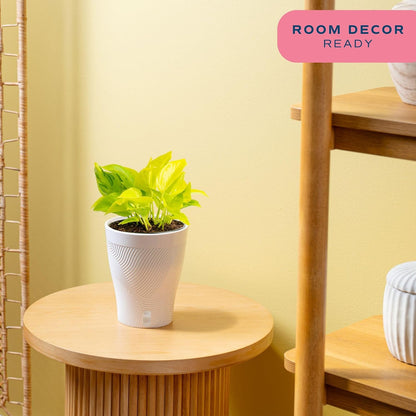 Chinese Evergreen, Live Indoor Plant, Easy Care, Home Decor