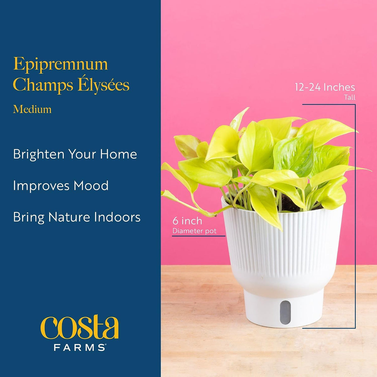 Chinese Evergreen, Live Indoor Plant, Easy Care, Home Decor