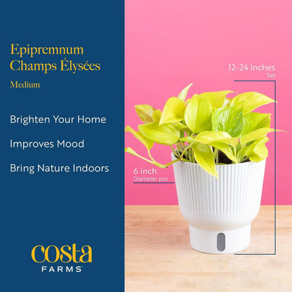 Chinese Evergreen, Live Indoor Plant, Easy Care, Home Decor