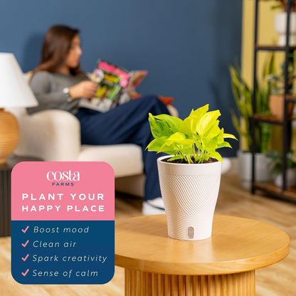 Chinese Evergreen, Live Indoor Plant, Easy Care, Home Decor