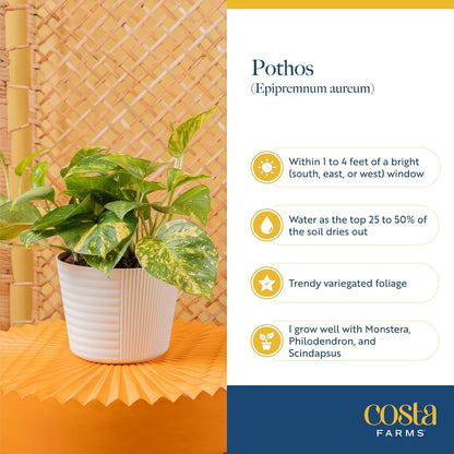 Chinese Evergreen, Live Indoor Plant, Easy Care, Home Decor