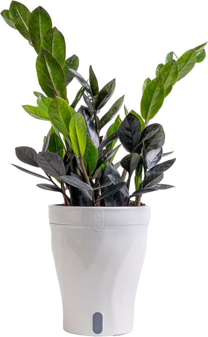 Chinese Evergreen, Live Indoor Plant, Easy Care, Home Decor