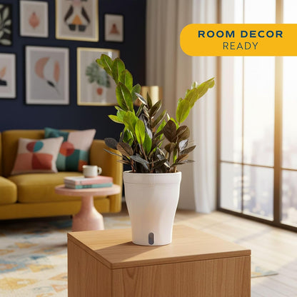 Chinese Evergreen, Live Indoor Plant, Easy Care, Home Decor