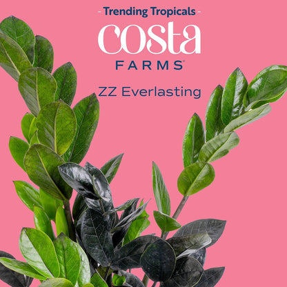 Chinese Evergreen, Live Indoor Plant, Easy Care, Home Decor
