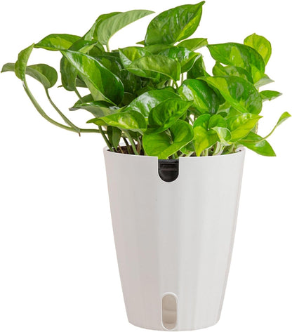 Chinese Evergreen, Live Indoor Plant, Easy Care, Home Decor