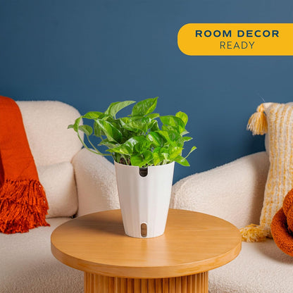Chinese Evergreen, Live Indoor Plant, Easy Care, Home Decor