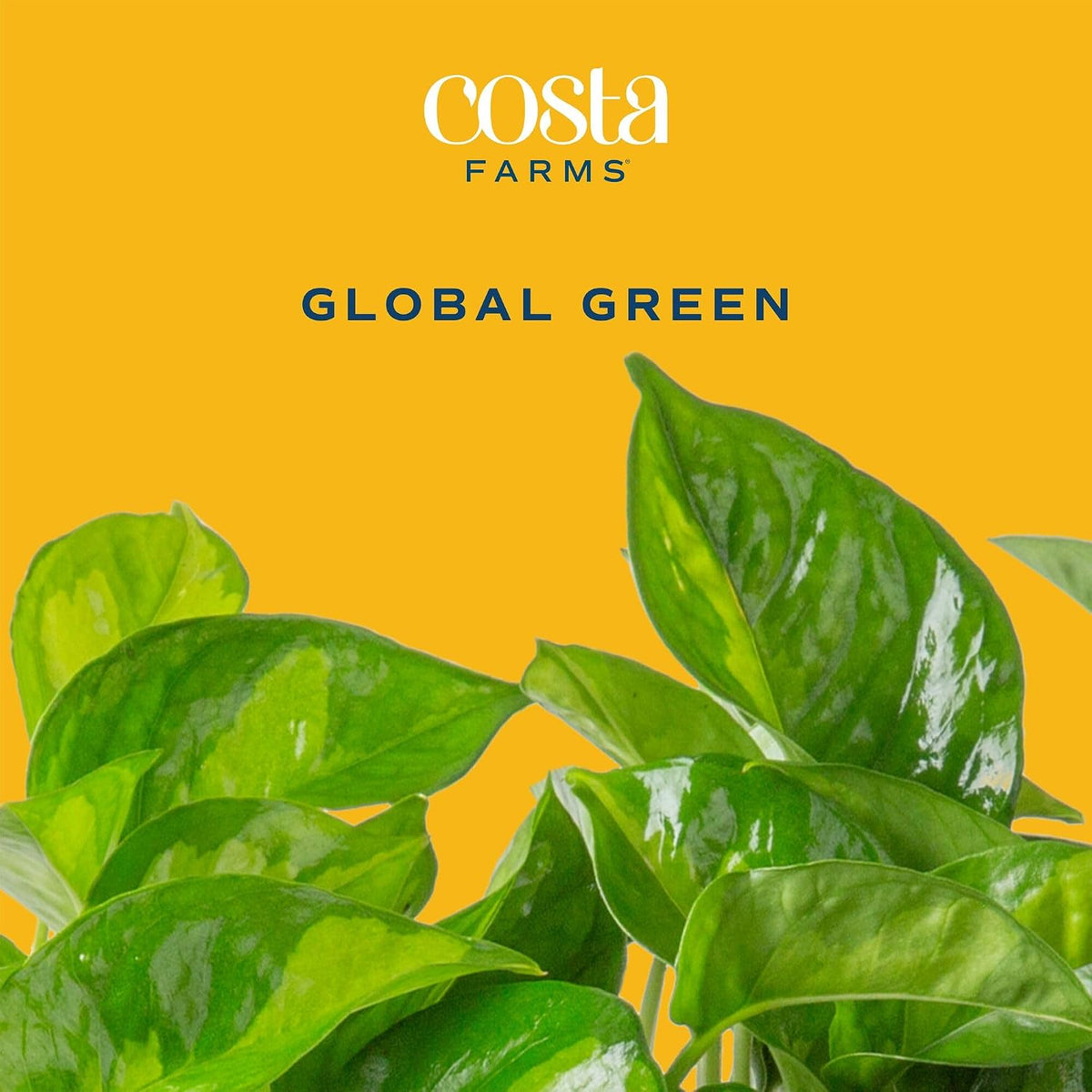 Chinese Evergreen, Live Indoor Plant, Easy Care, Home Decor