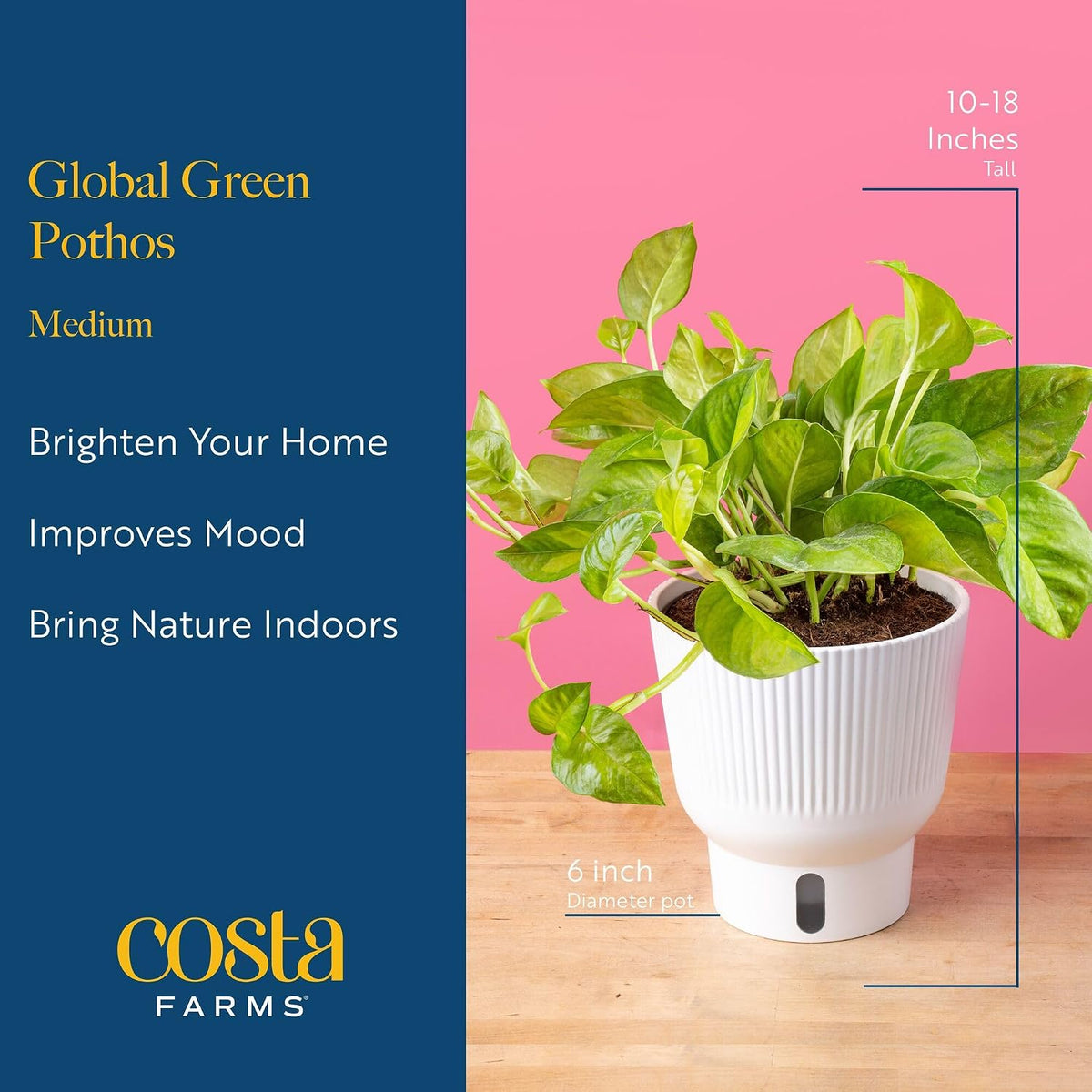 Chinese Evergreen, Live Indoor Plant, Easy Care, Home Decor