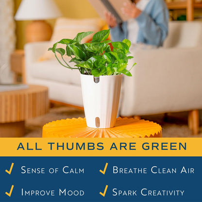 Chinese Evergreen, Live Indoor Plant, Easy Care, Home Decor
