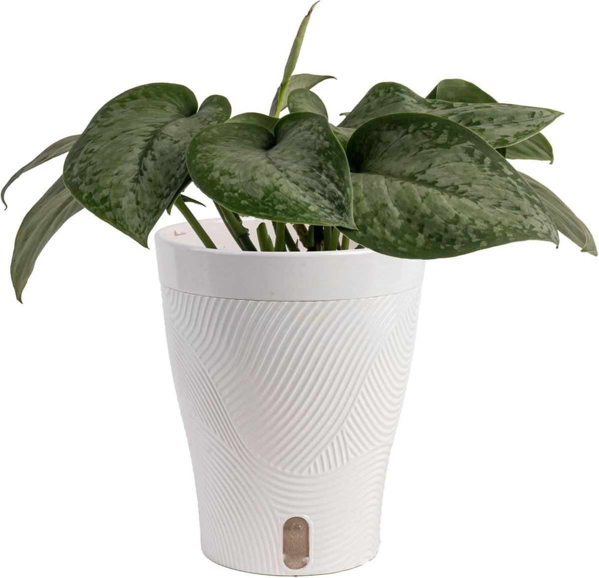 Chinese Evergreen, Live Indoor Plant, Easy Care, Home Decor