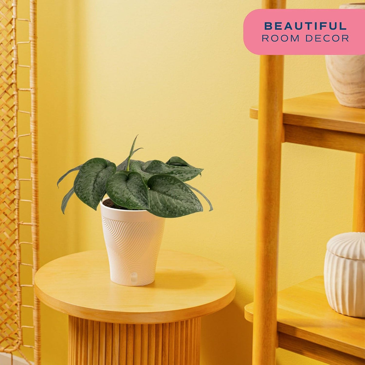 Chinese Evergreen, Live Indoor Plant, Easy Care, Home Decor