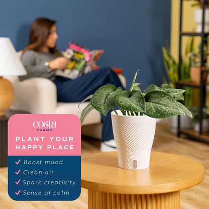 Chinese Evergreen, Live Indoor Plant, Easy Care, Home Decor