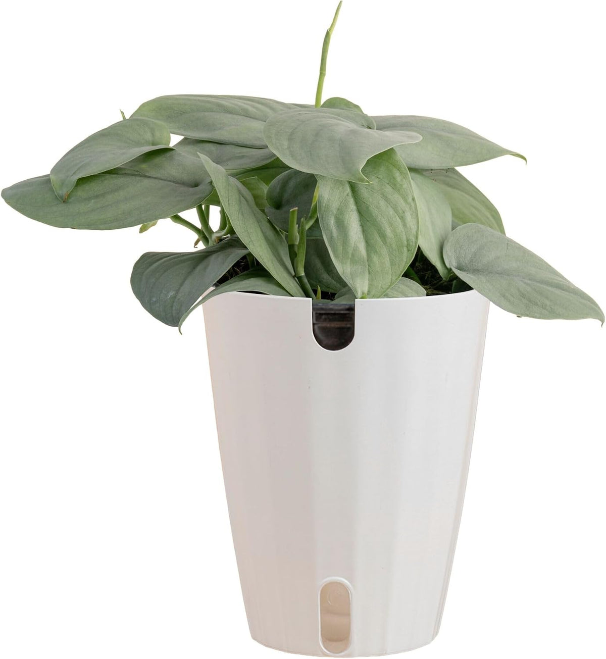 Chinese Evergreen, Live Indoor Plant, Easy Care, Home Decor
