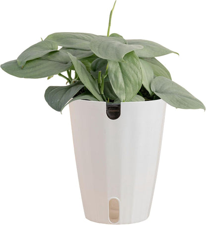 Chinese Evergreen, Live Indoor Plant, Easy Care, Home Decor