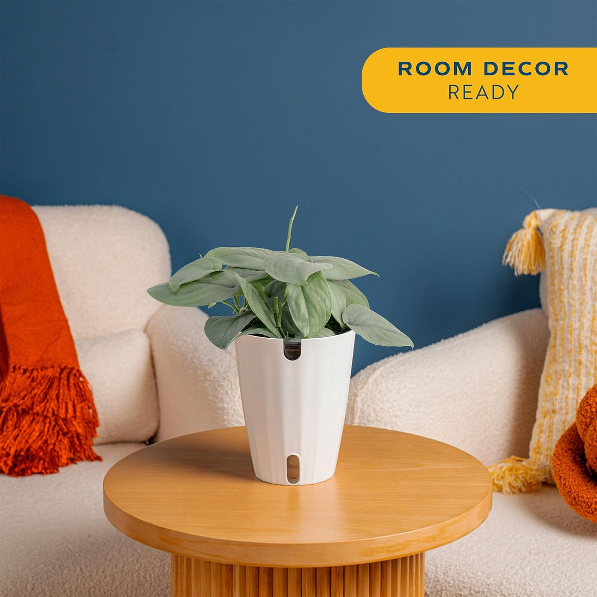 Chinese Evergreen, Live Indoor Plant, Easy Care, Home Decor