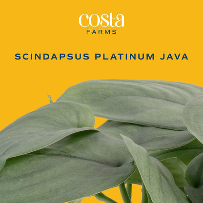 Chinese Evergreen, Live Indoor Plant, Easy Care, Home Decor