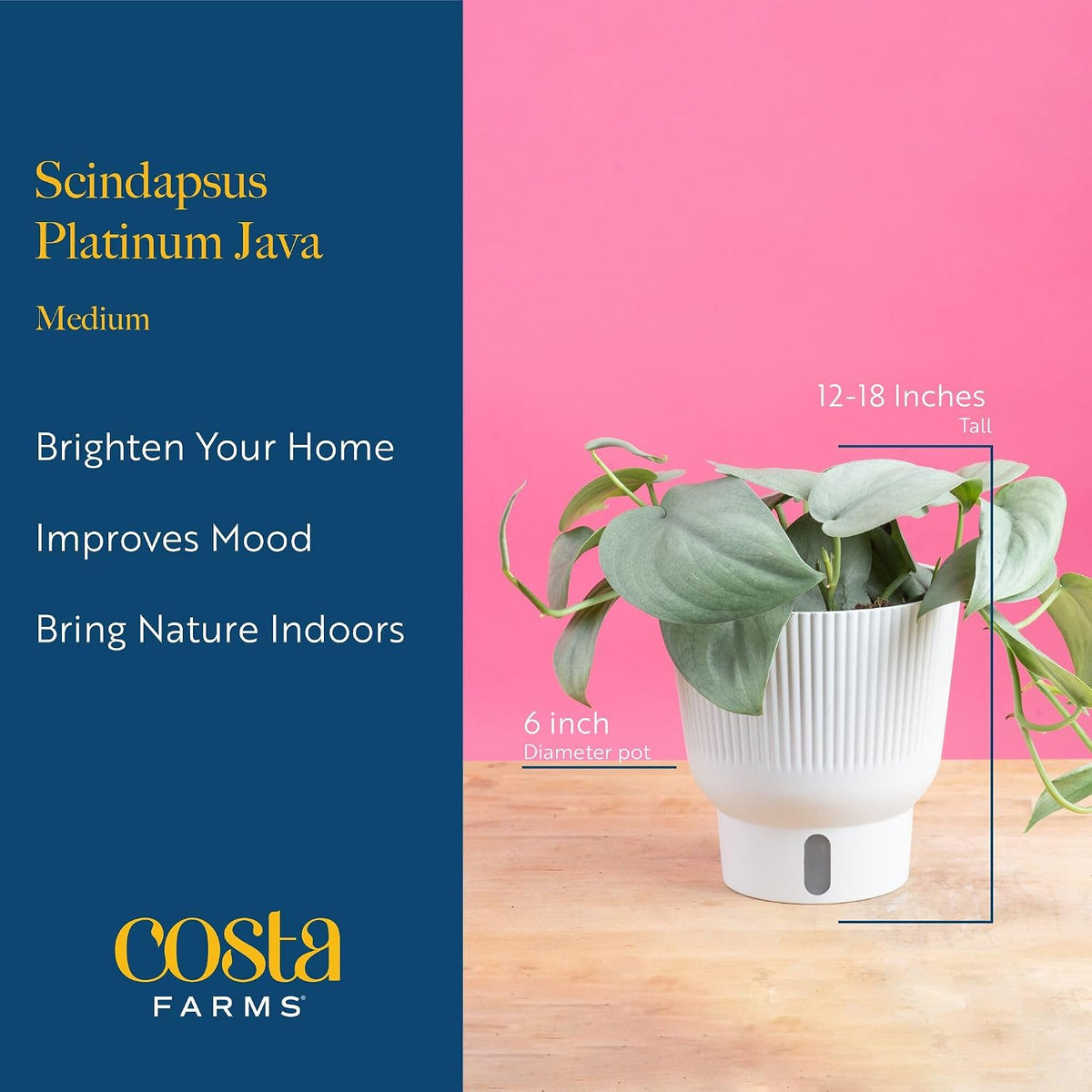 Chinese Evergreen, Live Indoor Plant, Easy Care, Home Decor
