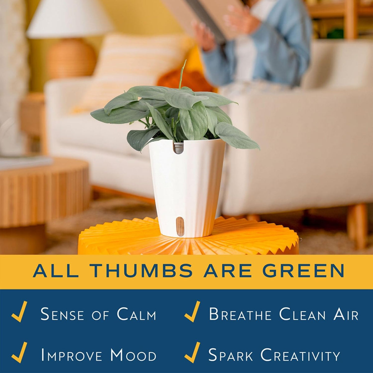 Chinese Evergreen, Live Indoor Plant, Easy Care, Home Decor