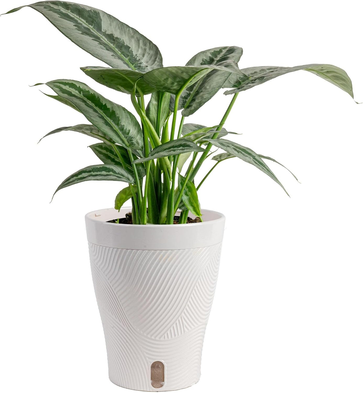 Chinese Evergreen, Live Indoor Plant, Easy Care, Home Decor