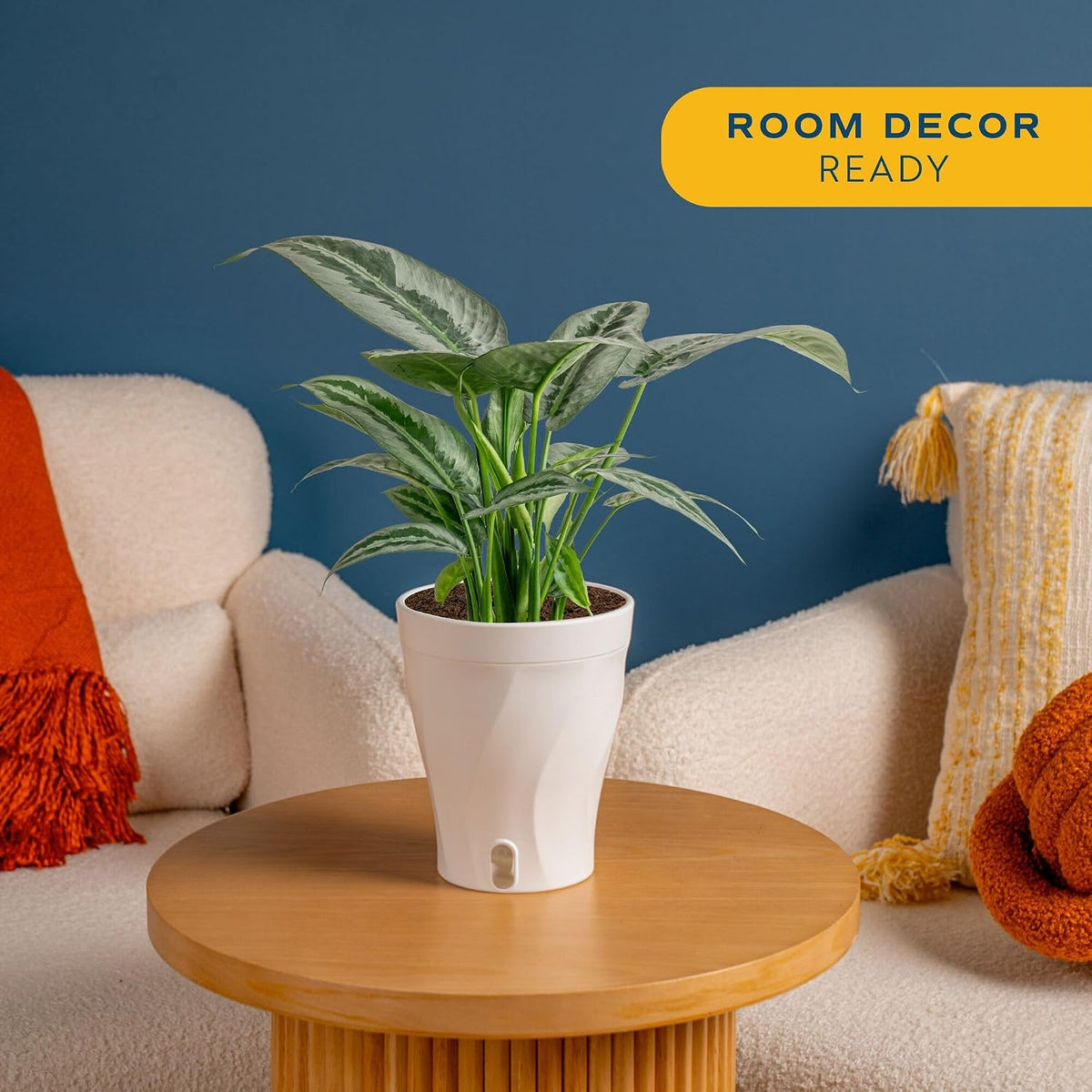 Chinese Evergreen, Live Indoor Plant, Easy Care, Home Decor