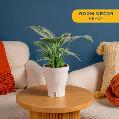 Chinese Evergreen, Live Indoor Plant, Easy Care, Home Decor