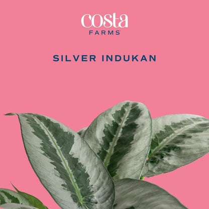 Chinese Evergreen, Live Indoor Plant, Easy Care, Home Decor