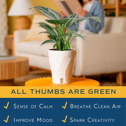 Chinese Evergreen, Live Indoor Plant, Easy Care, Home Decor