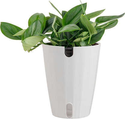 Chinese Evergreen, Live Indoor Plant, Easy Care, Home Decor