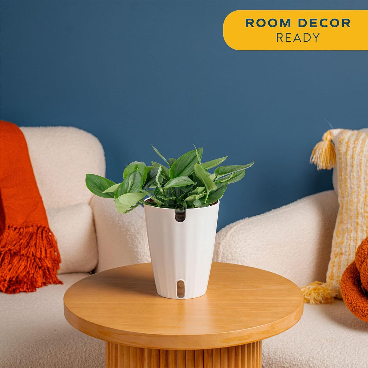 Chinese Evergreen, Live Indoor Plant, Easy Care, Home Decor