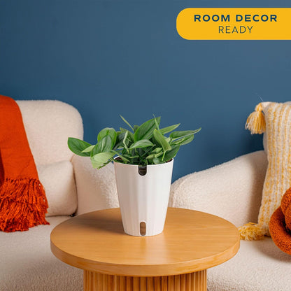Chinese Evergreen, Live Indoor Plant, Easy Care, Home Decor