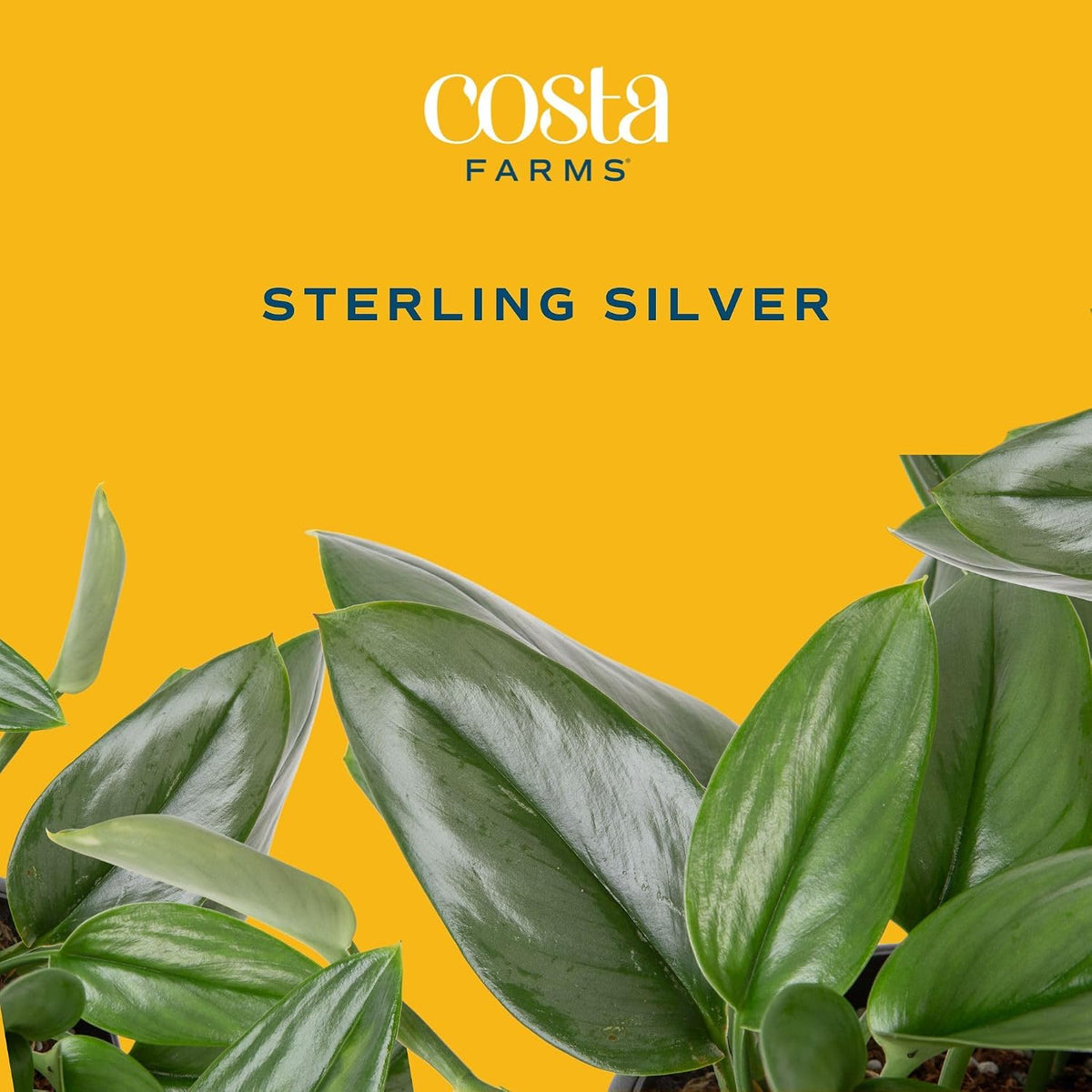 Chinese Evergreen, Live Indoor Plant, Easy Care, Home Decor