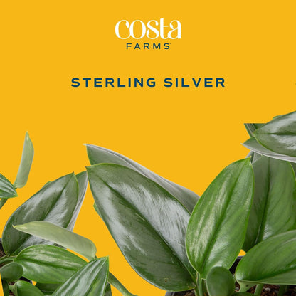Chinese Evergreen, Live Indoor Plant, Easy Care, Home Decor