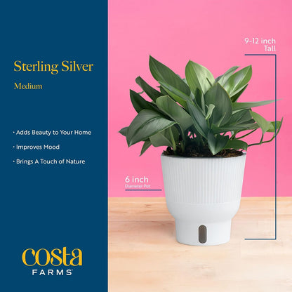 Chinese Evergreen, Live Indoor Plant, Easy Care, Home Decor