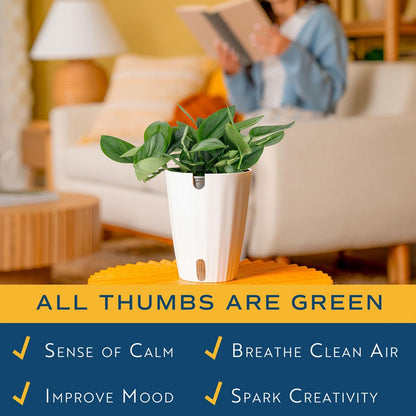 Chinese Evergreen, Live Indoor Plant, Easy Care, Home Decor