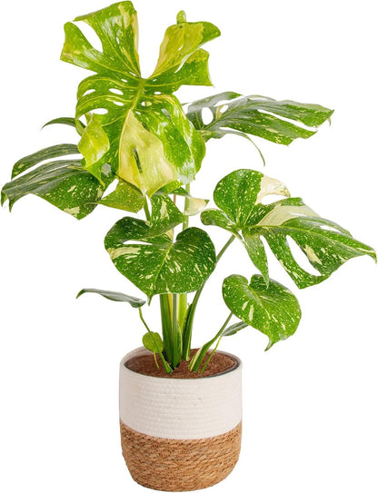 Chinese Evergreen, Live Indoor Plant, Easy Care, Home Decor