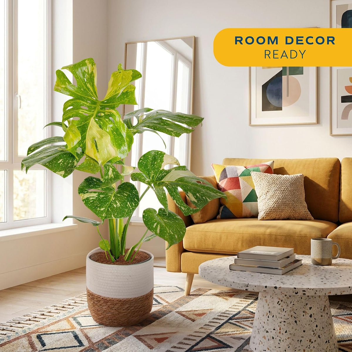 Chinese Evergreen, Live Indoor Plant, Easy Care, Home Decor