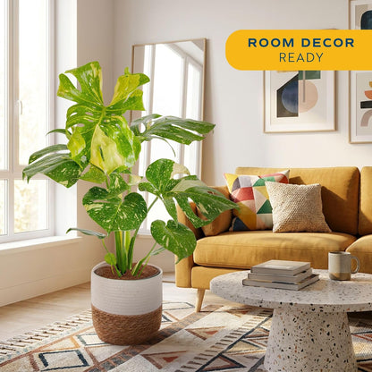 Chinese Evergreen, Live Indoor Plant, Easy Care, Home Decor