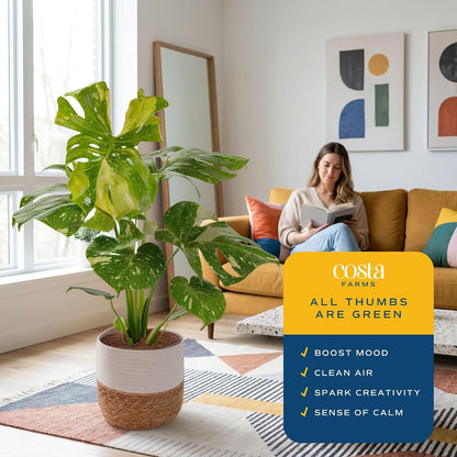 Chinese Evergreen, Live Indoor Plant, Easy Care, Home Decor