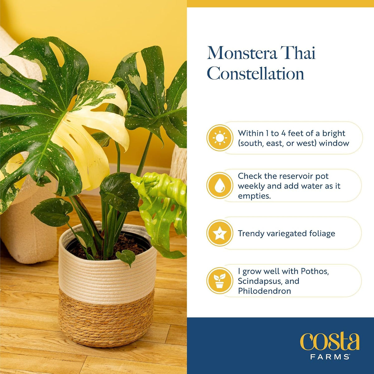 Chinese Evergreen, Live Indoor Plant, Easy Care, Home Decor
