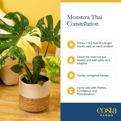 Chinese Evergreen, Live Indoor Plant, Easy Care, Home Decor