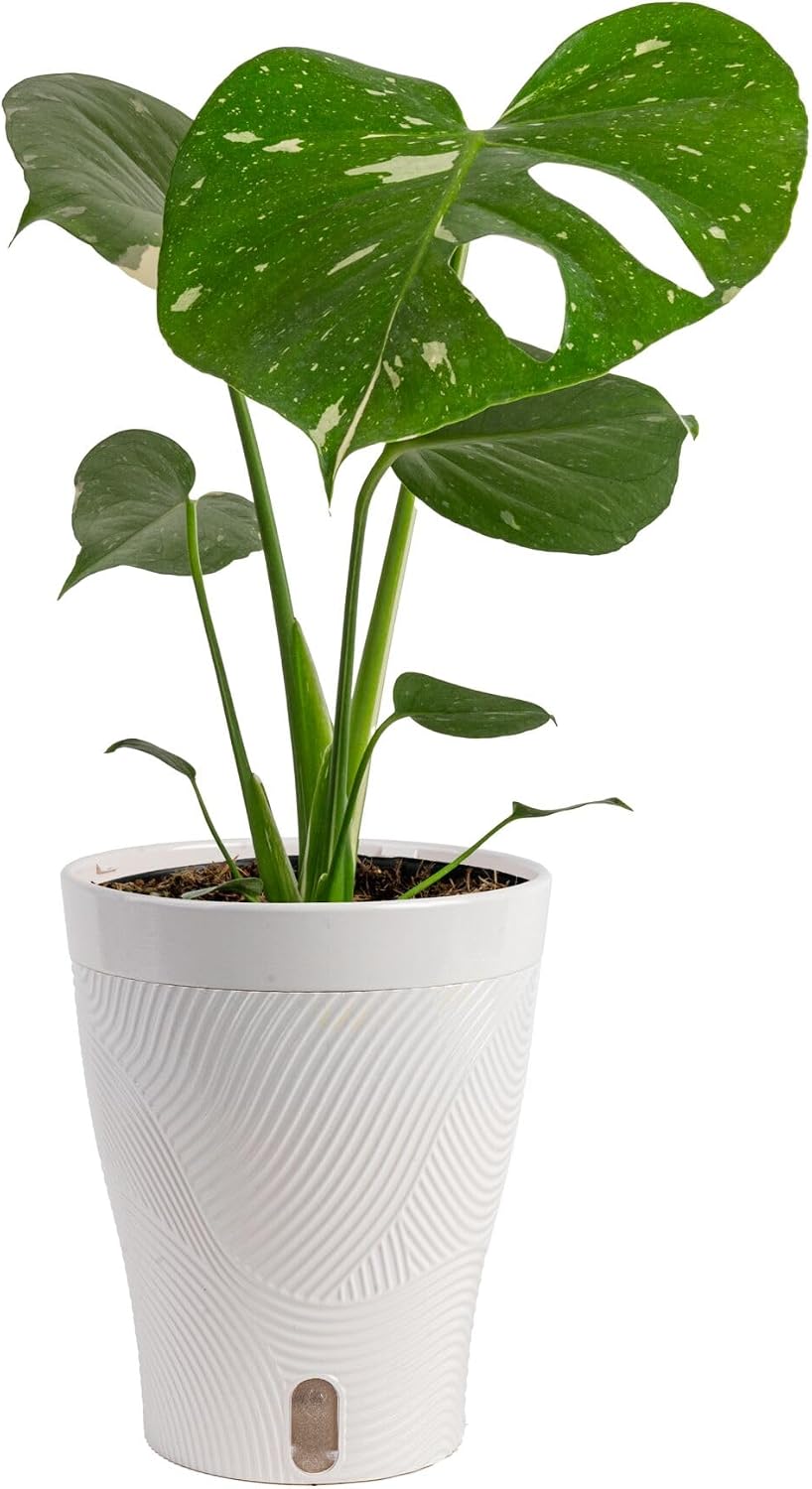 Chinese Evergreen, Live Indoor Plant, Easy Care, Home Decor