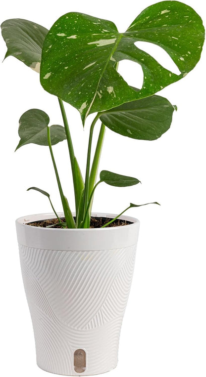 Chinese Evergreen, Live Indoor Plant, Easy Care, Home Decor