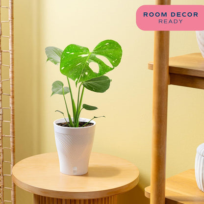 Chinese Evergreen, Live Indoor Plant, Easy Care, Home Decor