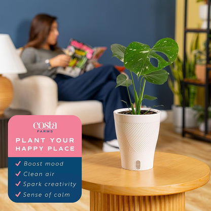 Chinese Evergreen, Live Indoor Plant, Easy Care, Home Decor