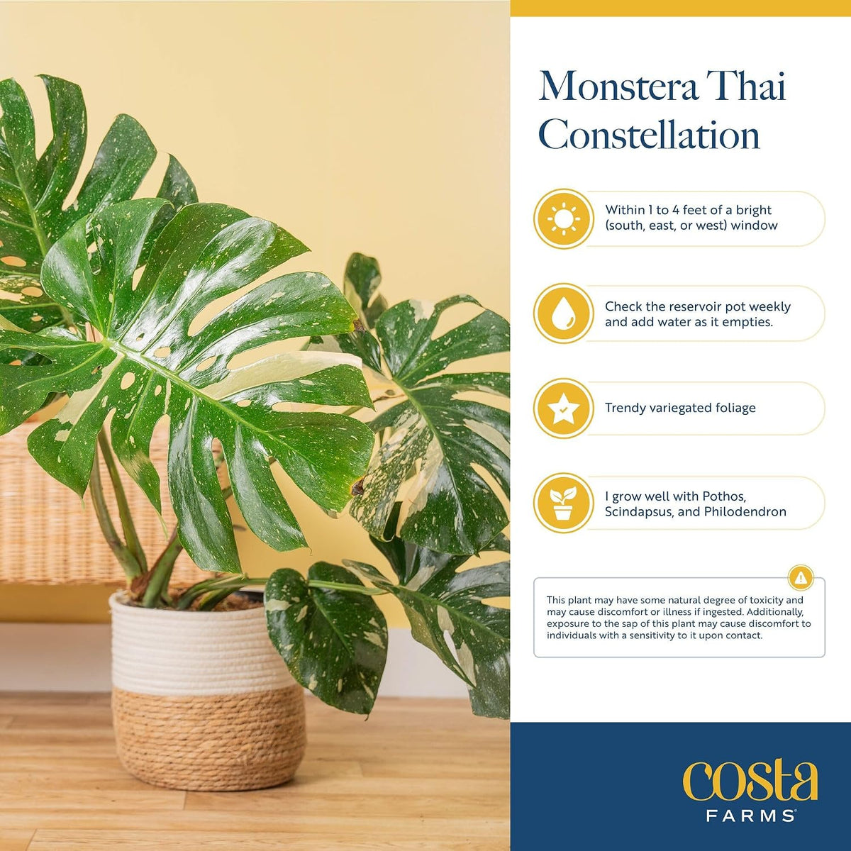 Chinese Evergreen, Live Indoor Plant, Easy Care, Home Decor